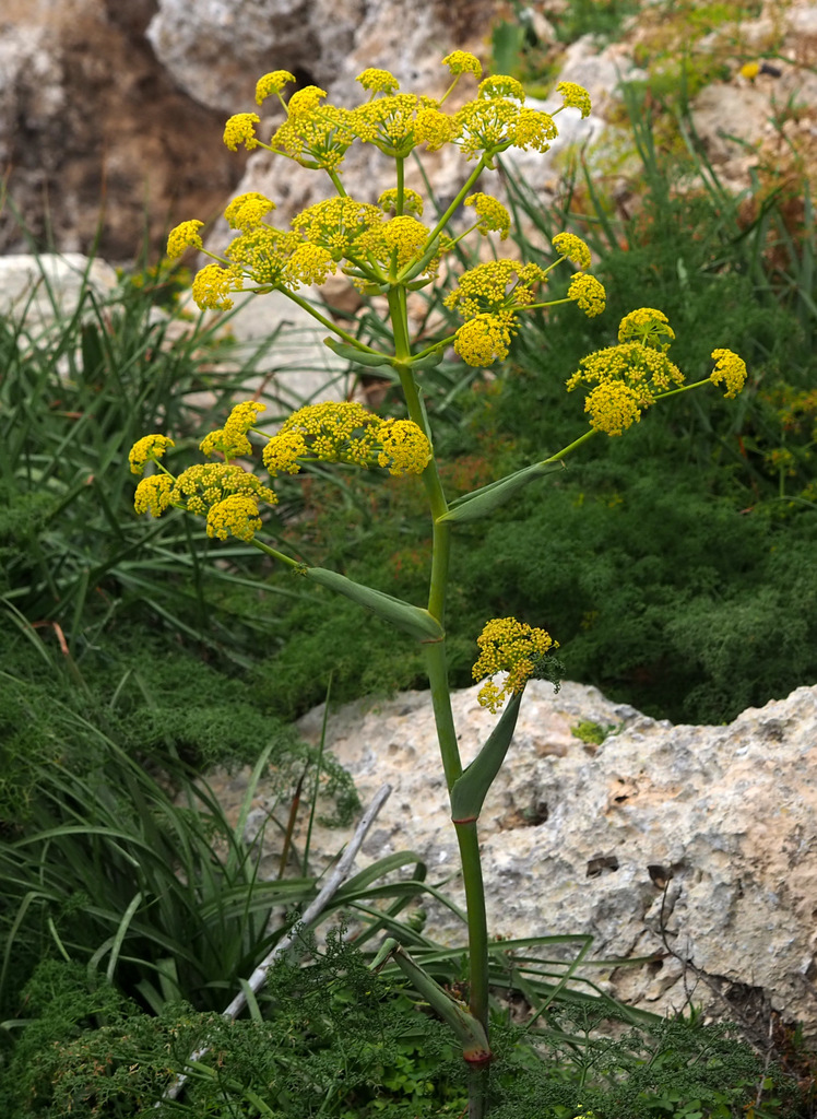 Maltese giant fennel