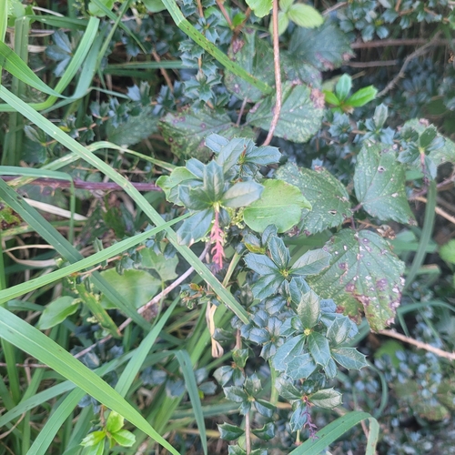 Berberis darwinii