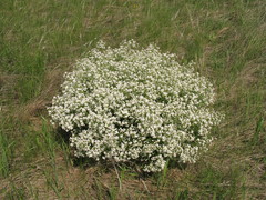 Crambe tataria