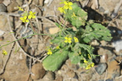 Sisymbrium erysimoides