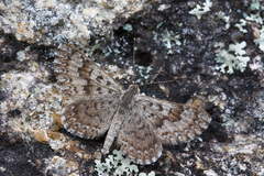 Zabuella tenellus
