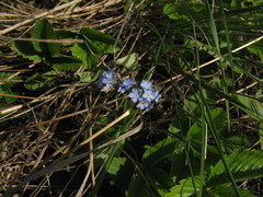 Myosotis alpestris suaveolens