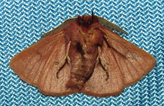 Anthela ferruginosa