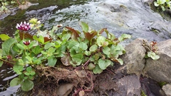 Trifolium variegatum