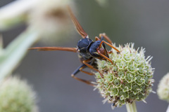 Polistes billardieri