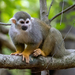 Common Squirrel Monkey - Photo (c) Roxanne Lazarus, some rights reserved (CC BY-NC), uploaded by Roxanne Lazarus