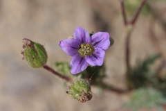 Erodium brachycarpum