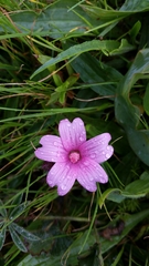 Sidalcea malviflora malviflora
