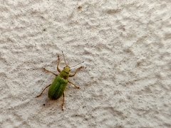 Pachyrhinus lethierryi