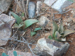 Haworthiopsis tessellata