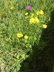 Oxalis pes-caprae