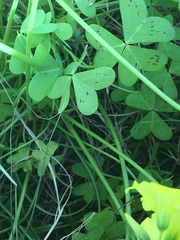 Oxalis pes-caprae