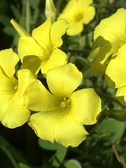 Oxalis pes-caprae