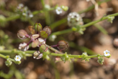 Harpagonella palmeri