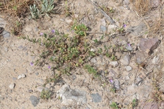 Erodium brachycarpum