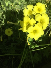 Oxalis pes-caprae