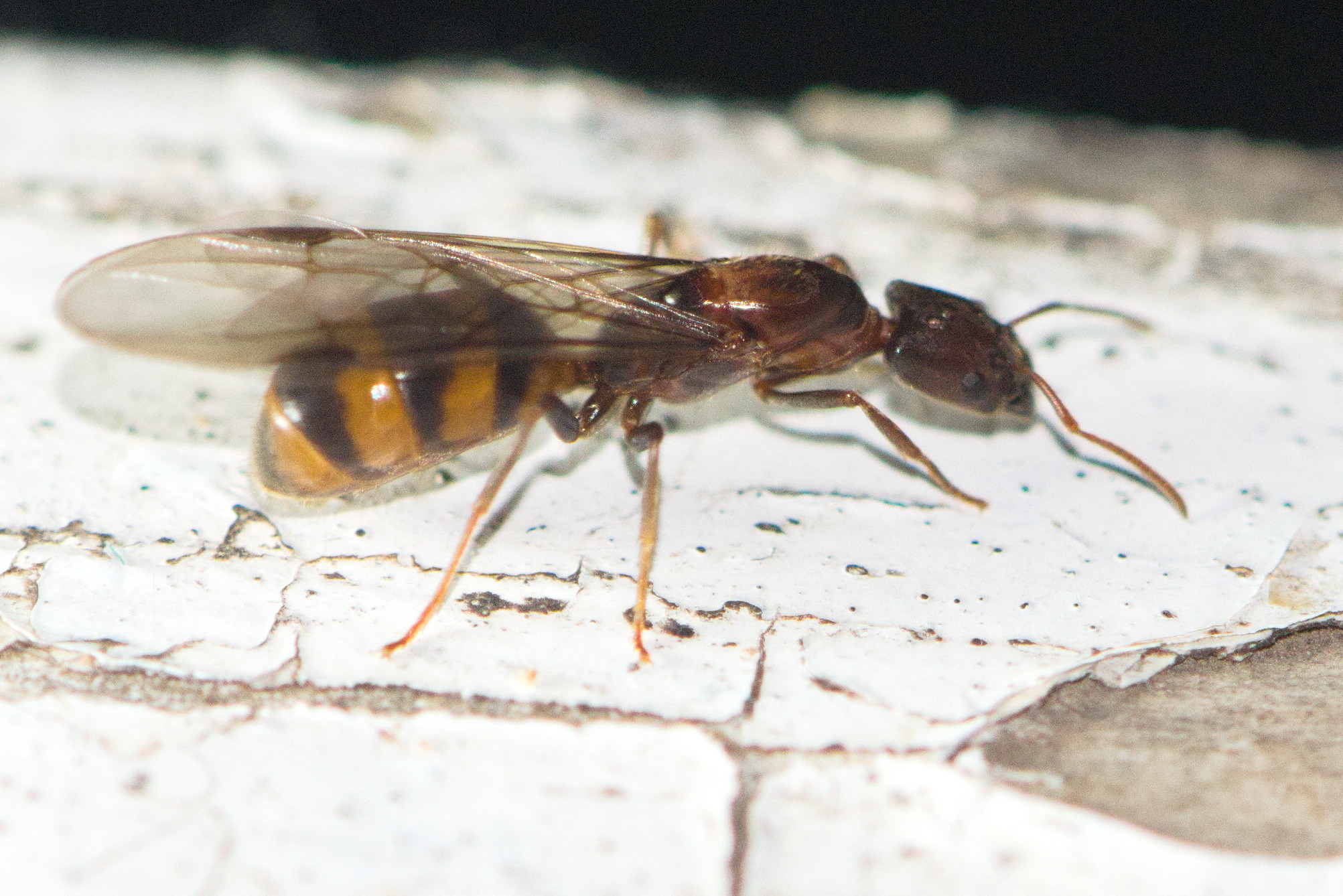 Anonychomyrma tigris