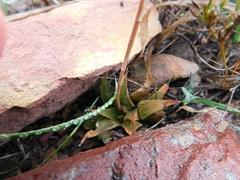 Haworthia mirabilis triebneriana
