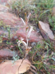 Haworthia mirabilis triebneriana