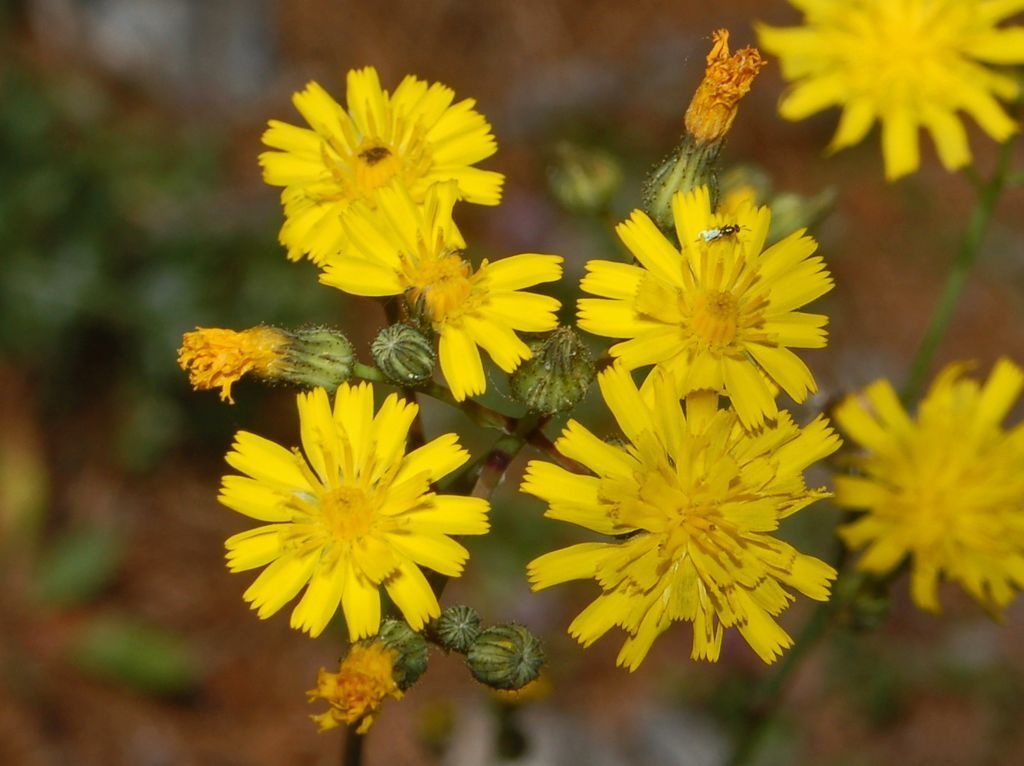 smooth hawkweed (Carmacks BioBlitz) · iNaturalist Canada