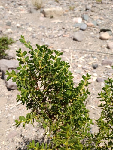 Larrea nitida, photograph 6