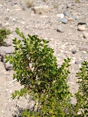 Larrea nitida, photograph Jorge G. Taquichiri, CC0, iNaturalist via GBIF
