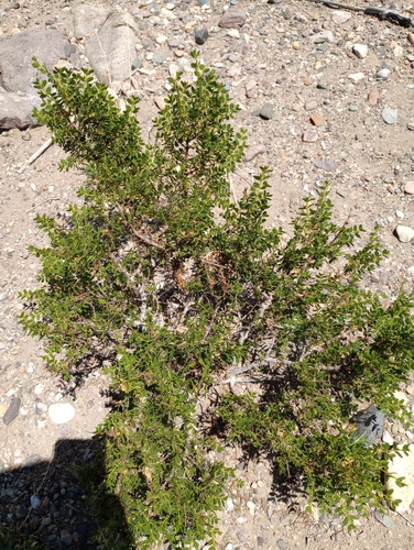 Larrea nitida, photograph 5