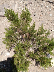 Jorge G. Taquichiri, CC0, iNaturalist via GBIF Larrea nitida, photograph Jorge G. Taquichiri, CC0, iNaturalist via GBIF