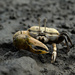 Northern Calling Fiddler Crab - Photo (c) Kevin Chiang, some rights reserved (CC BY-NC), uploaded by Kevin Chiang
