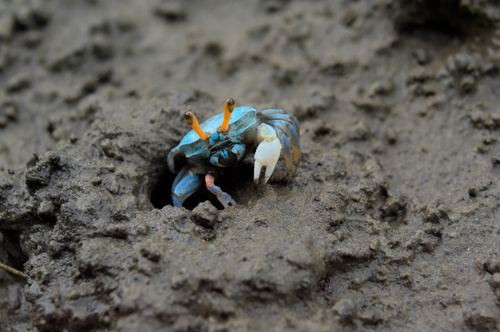 Bowed Fiddler Crab, photo 5 of 9