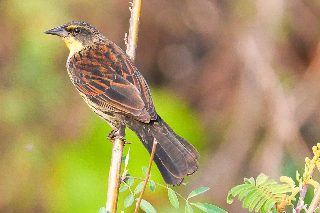 Unicolored Blackbird