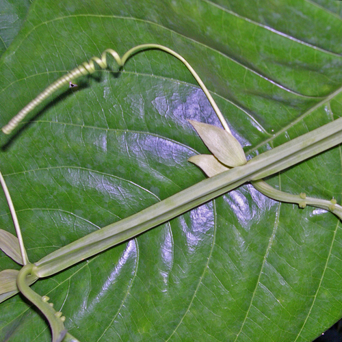 Passiflora quadrangularis