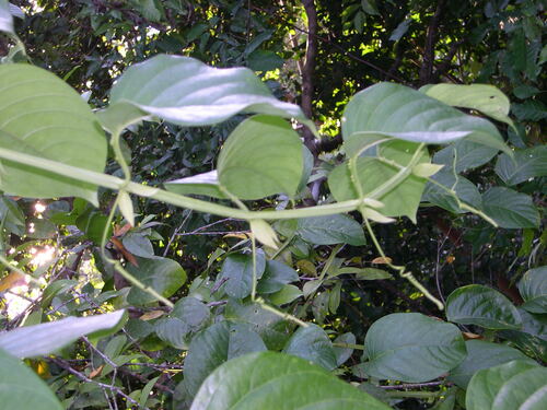 Image of Passiflora quadrangularis by (c) M. Whitson, some rights reserved (CC BY)
