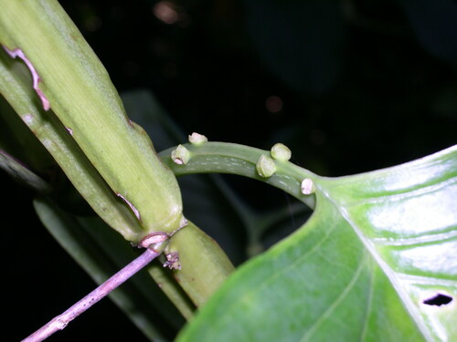 Passiflora quadrangularis