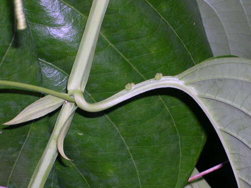 Passiflora quadrangularis