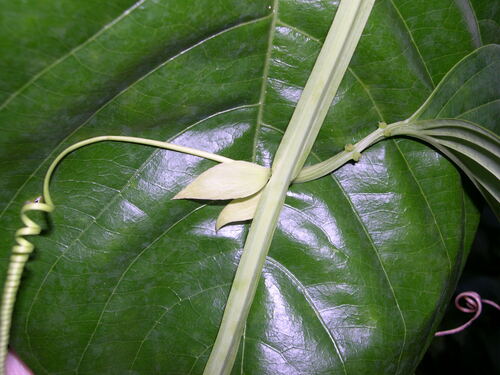 Passiflora quadrangularis
