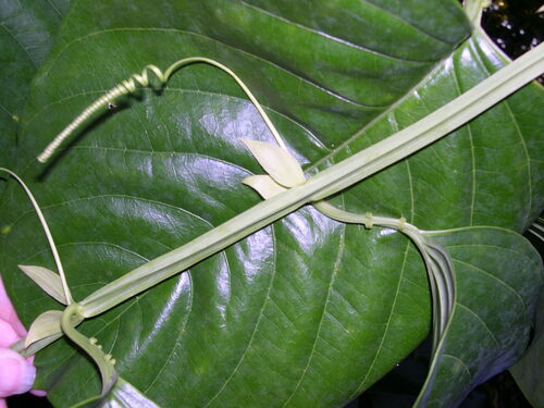 Image of Passiflora quadrangularis by (c) M. Whitson, some rights reserved (CC BY)