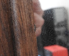 Aedes taeniorhynchus