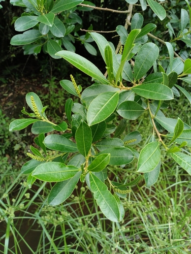 Image of Sapium glandulosum by (c) Agustina Medina, some rights reserved (CC BY)