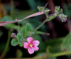 Jamesbrittenia breviflora
