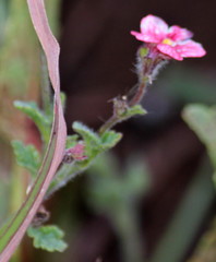 Jamesbrittenia breviflora