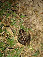 Leptodactylus fuscus