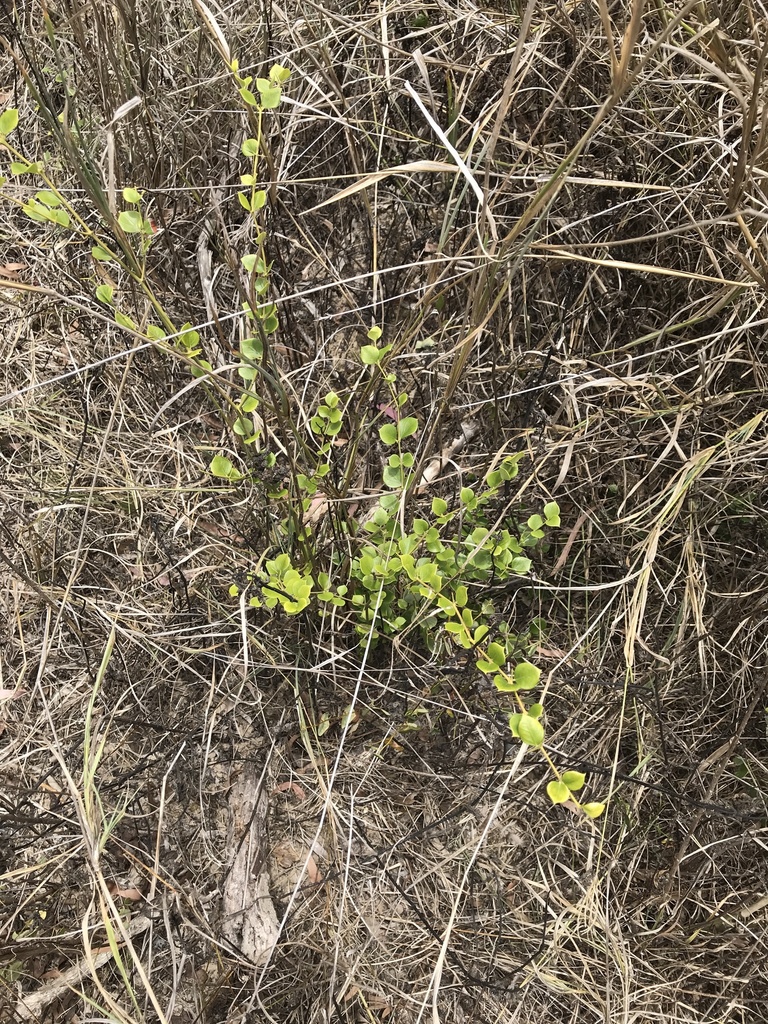 conkerberry from Tiaro, AU-QL, AU on November 12, 2023 at 11:25 AM by ...