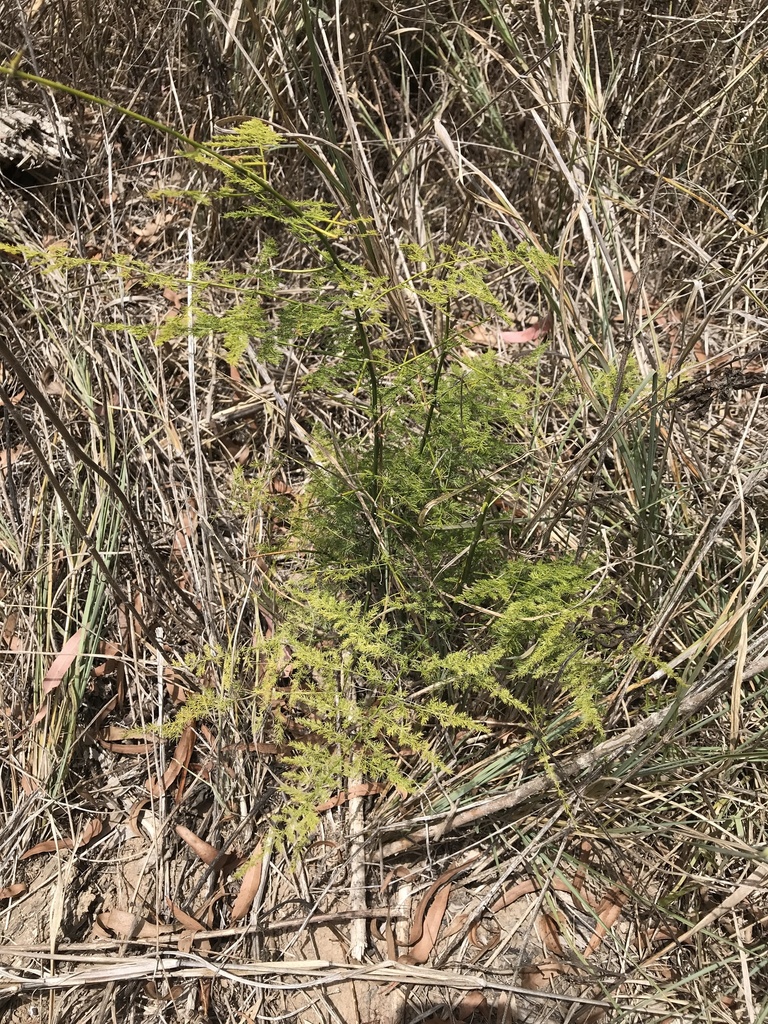 Asparagus from Tiaro, AUQL, AU on November 12, 2023 at 1127 AM by
