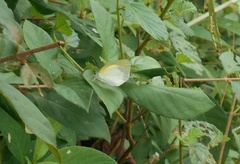 Eurema daira daira