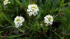 Triphysaria floribunda