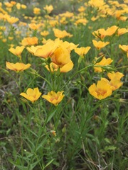 Linum rigidum