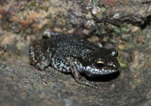 Dixon’s Peeping Frog