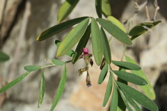 Tephrosia apollinea