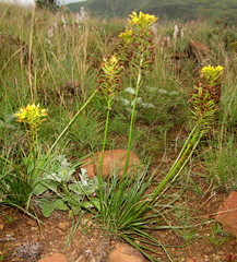 Bulbine capitata